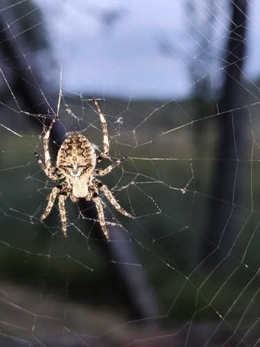 Angular Orbweaver Spider