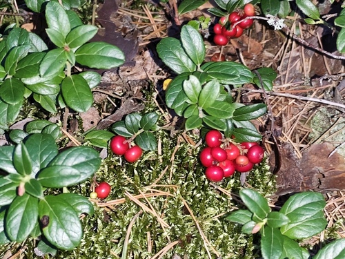 Lingonberry