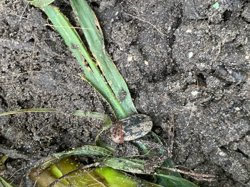 Red-breasted Carrion Beetle