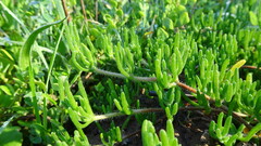 Drosanthemum hispidum