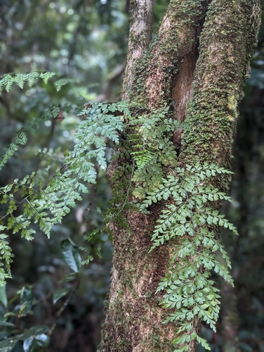 Asplenium laserpitiifolium observed 2026-08-14