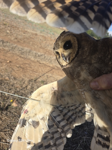 iNaturalist image