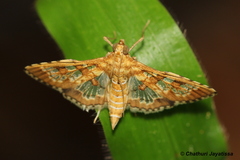 Sameodes