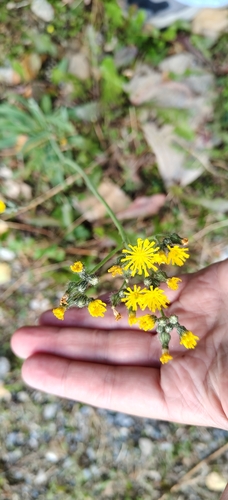 Pilosella echioides, photograph 1