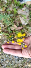 Pilosella echioides