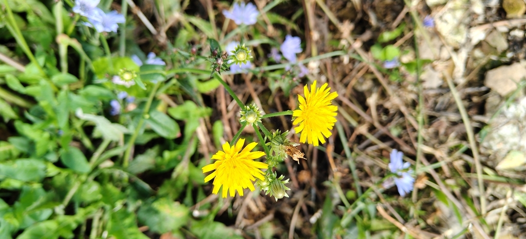 Pilosella echioides; photograph (c) Полина Полежанкина, some rights reserved (CC BY)
