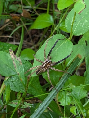 Rabid Wolf Spider