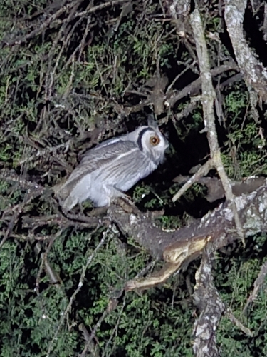 iNaturalist image