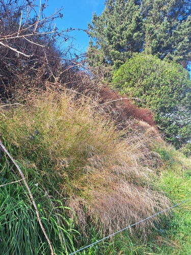 Oloptum thomasii, photograph 3