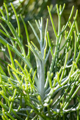 Hymenolepis crithmifolia, photograph (c) magriet b, some rights reserved (CC BY-SA)