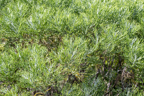 Hymenolepis crithmifolia, photograph 5