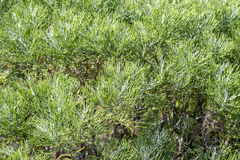 Hymenolepis crithmifolia, photograph (c) magriet b, some rights reserved (CC BY-SA)