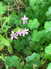Ionoxalis