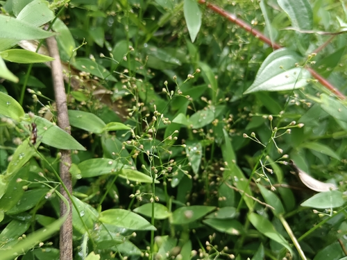 Isachne myosotis observed 2026-08-14
