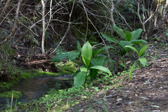 Veratrum fimbriatum