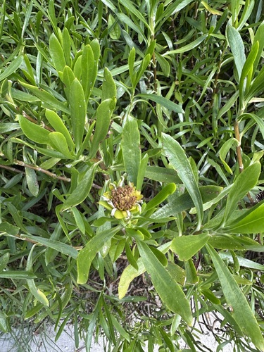 Borrichia arborescens