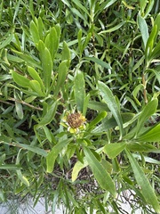 Borrichia arborescens