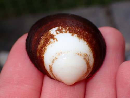 Glycymeris holosericus, 2026-08-01