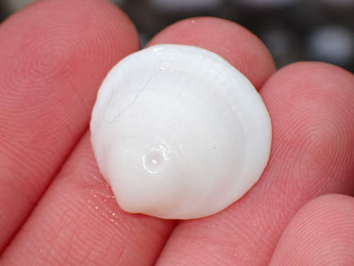 Glycymeris holosericus, 2026-08-01