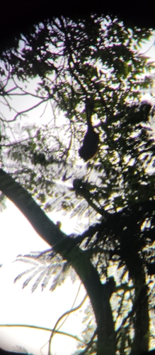 Indian Flying Fox