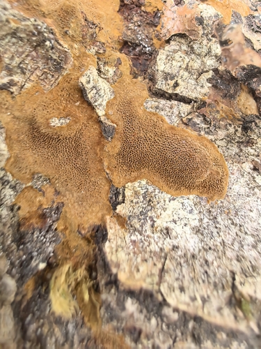 Elbowpatch Crust