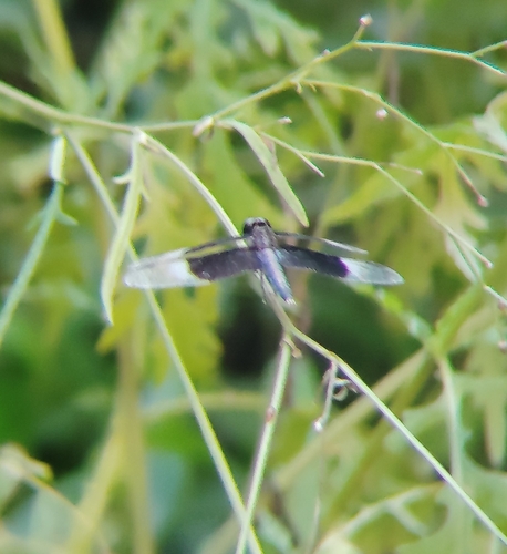 Pied Paddy Skimmer