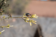 Diglossa brunneiventris