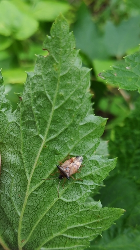 Bilberry Shieldbug