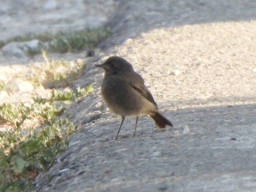 Black Redstart
