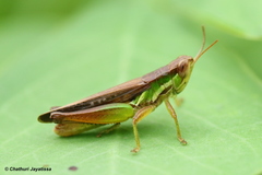 Spathosternum prasiniferum