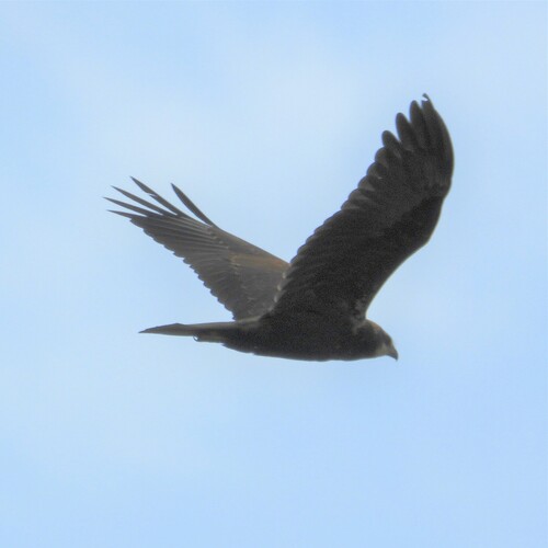 Western Marsh Harrier