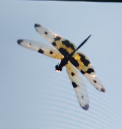 Common Picture Wing