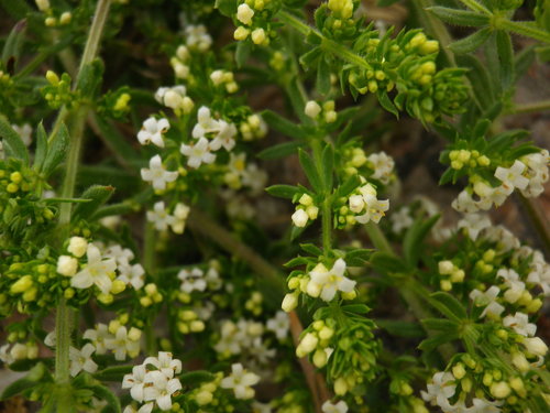 Spreading Bedstraw