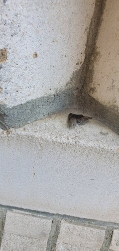 Eurasian Hummingbird Hawkmoth