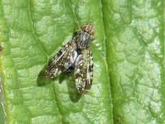 Tephritis vespertina