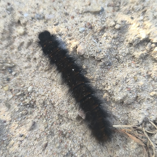 Fox Moth