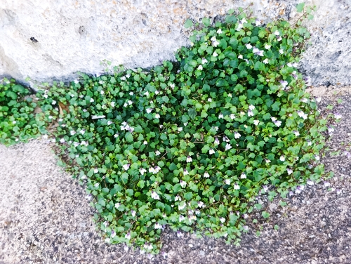 Ivy-leaved toadflax