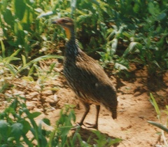 Pternistis leucoscepus