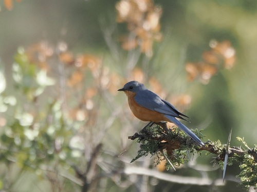 iNaturalist image