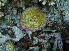 Fungia fungites