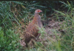 Pternistis rufopictus