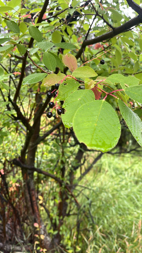 chokecherry
