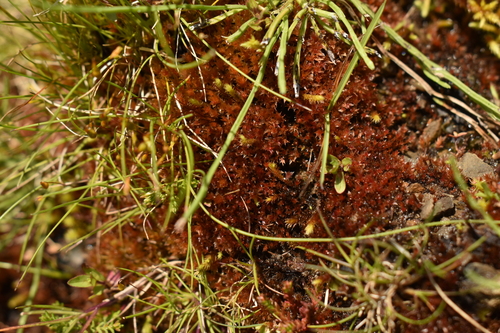 Imbribryum alpinum observed 2026-07-08