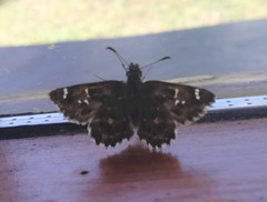 Carcharodus