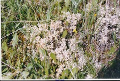 Teucrium gnaphalodes