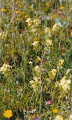 Biscutella auriculata