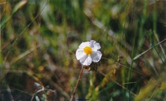 Helianthemum asperum