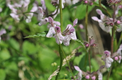 Stachys rigida rigida