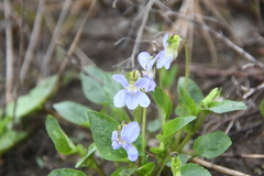 Viola canina
