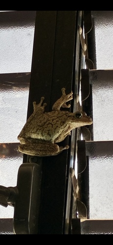 Hispaniolan Common Tree Frog